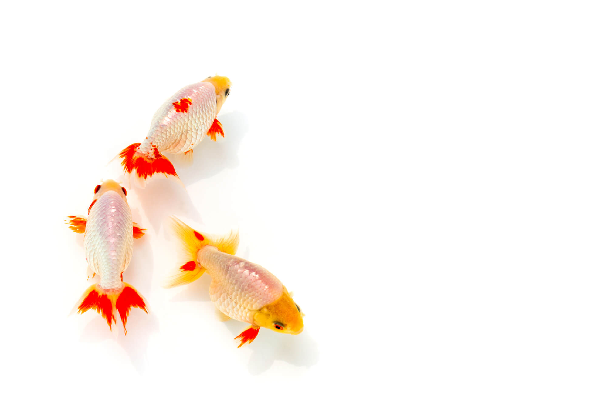 金魚が白くなった 考えられる原因と対処法
