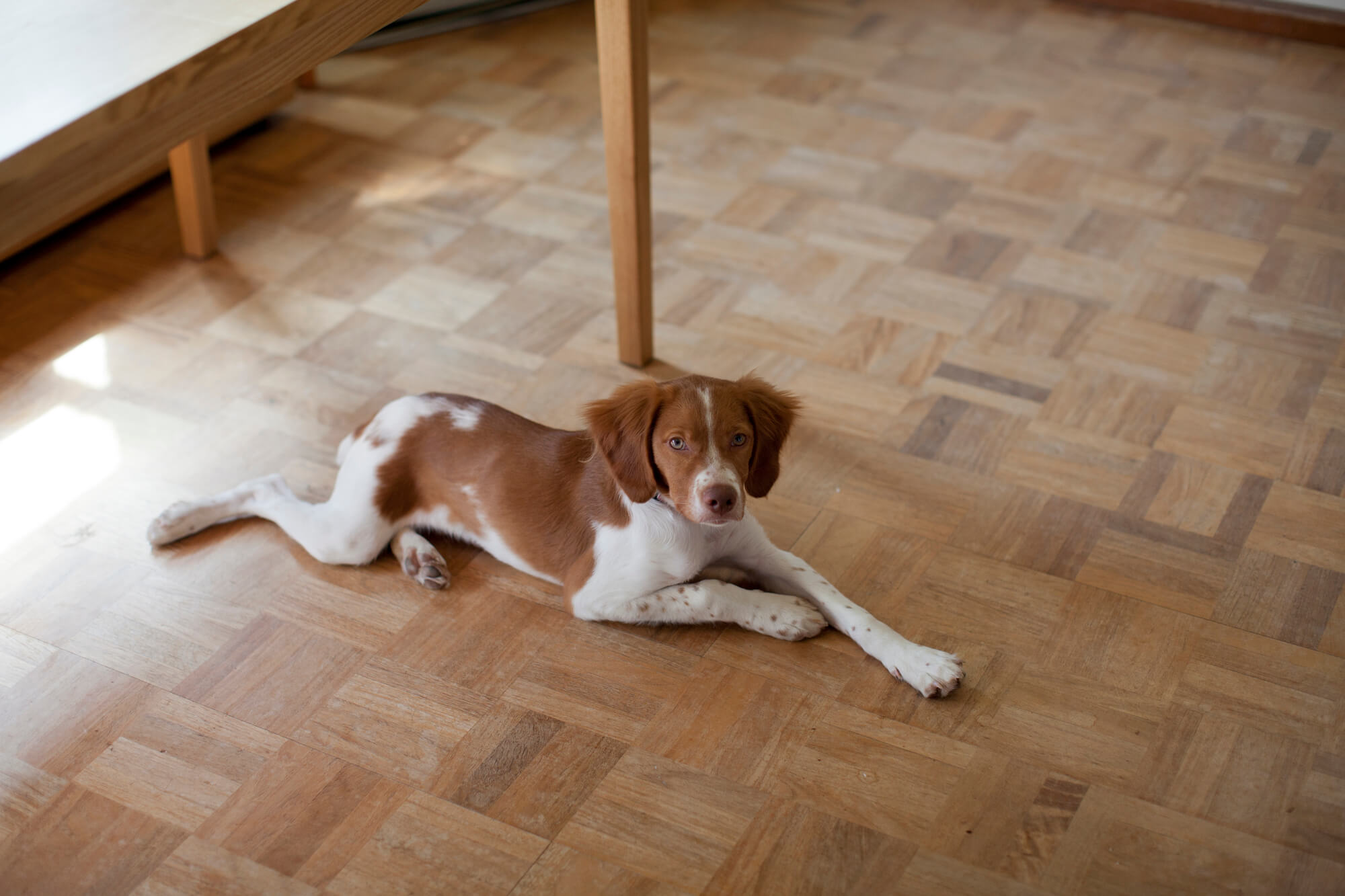 留守番する犬