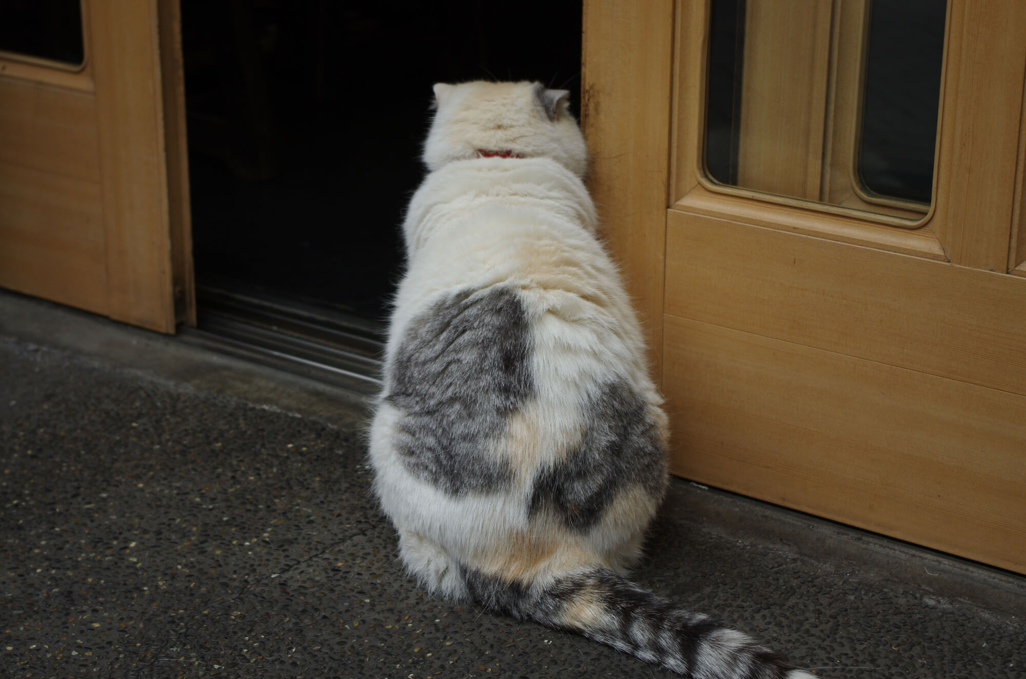 ドアを開ける猫