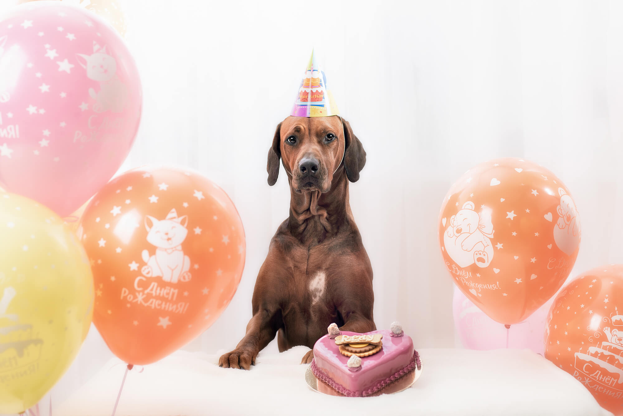 犬へのプレゼント