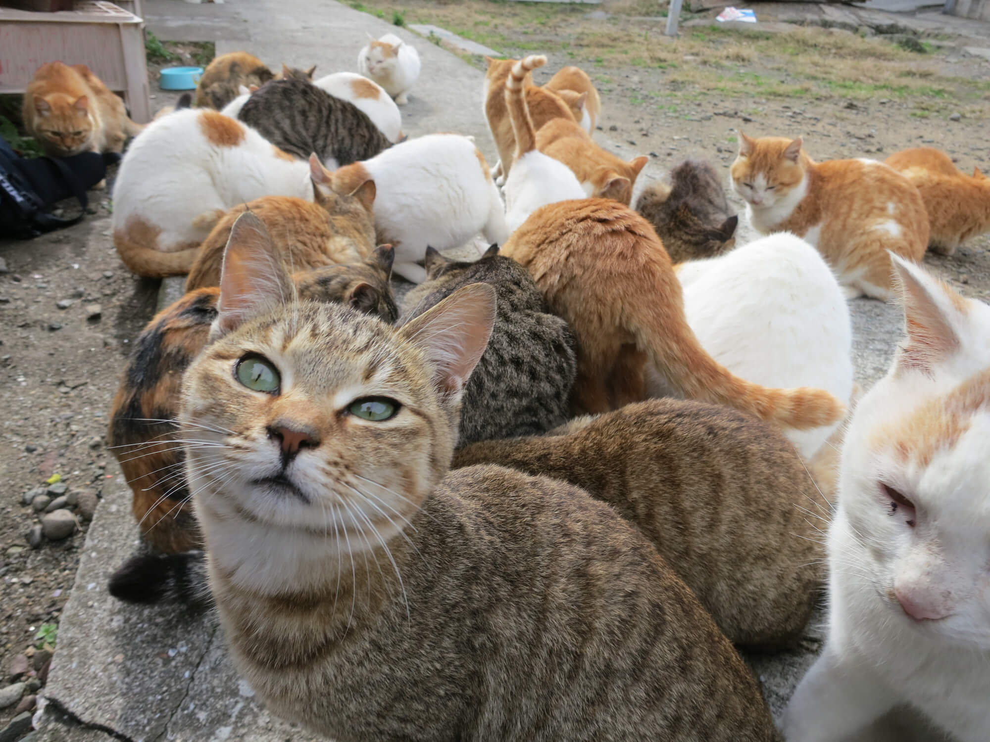 集まる捨て猫